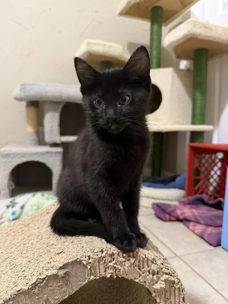 A baby small-sized female Black Domestic Short Hair cat named Crunchwrap Supreme for adoption in Omaha, NE