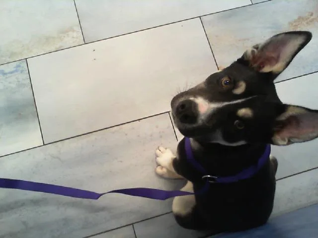 A young medium-sized male Mixed Breed dog named Max for adoption in Charlotte, NC
