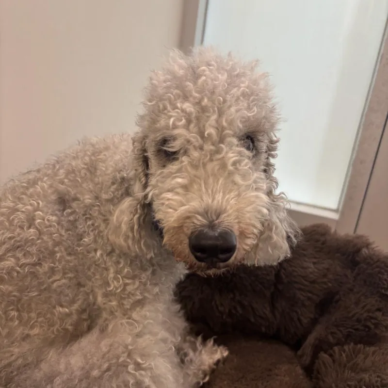 An adult small-sized female Gray / Blue / Silver Bedlington Terrier dog named Alisha for adoption in Middletown, RI