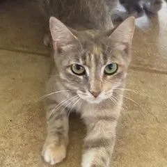 A young medium-sized female Gray / Blue / Silver Domestic Short Hair cat named Miriam for adoption in Bastrop, TX