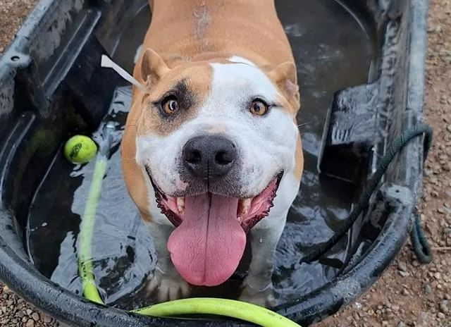 An adult large-sized male Pit Bull Terrier dog named Homer for adoption in Mesa, AZ