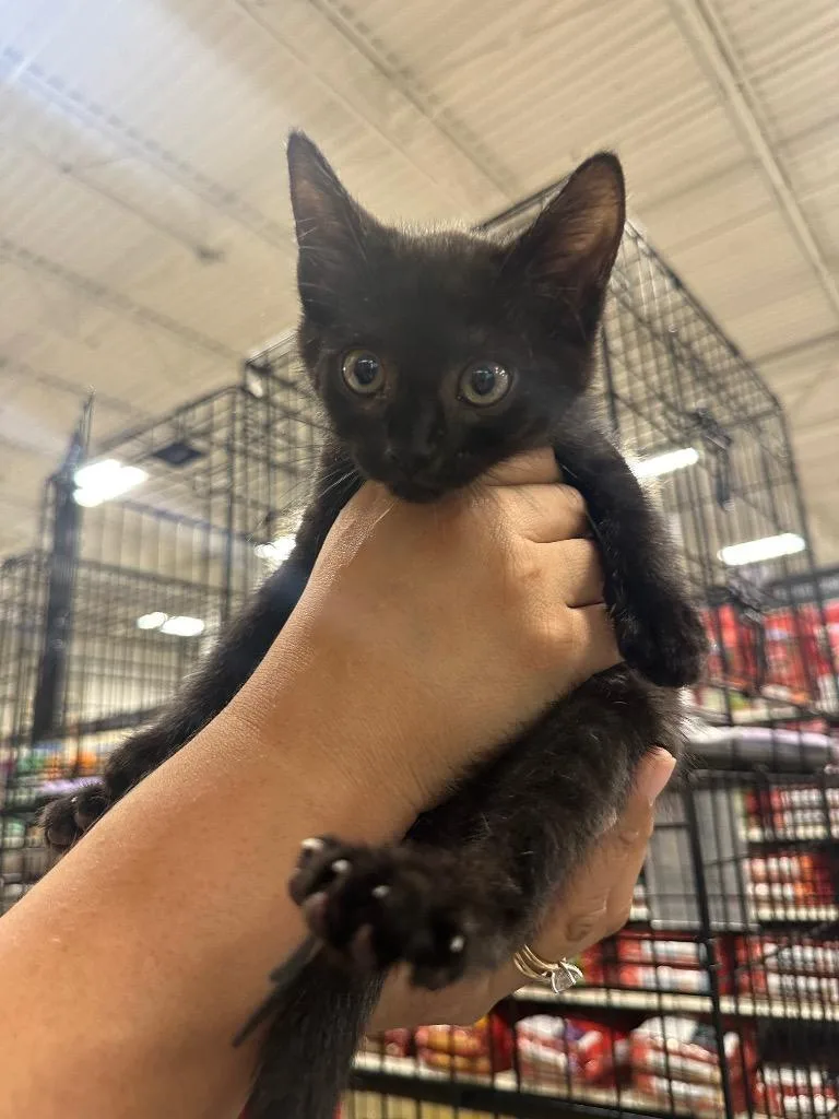 A baby large-sized female Domestic Short Hair cat named Widow for adoption in warrenville, SC