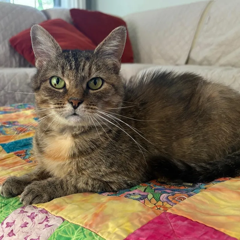 An adult medium-sized female Brown / Chocolate Domestic Short Hair cat named Maisie for adoption in Mooresville, NC