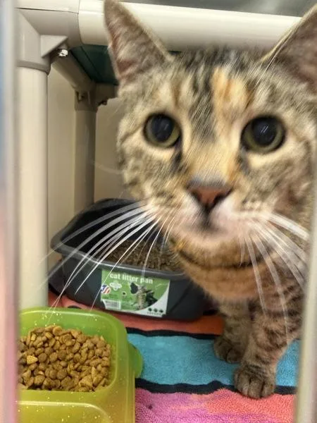 An adult small-sized female Domestic Short Hair cat named Provolone for adoption in Salisbury, MD