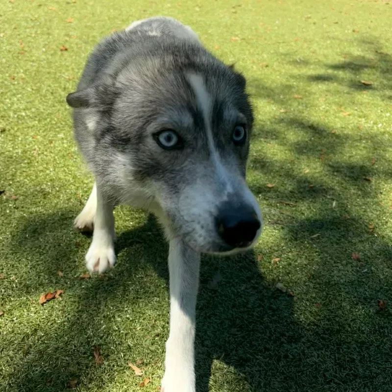 An adult medium-sized female Gray / Blue / Silver Husky dog named Kelly Wentworth for adoption in Charlottesville, VA