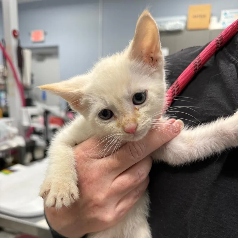 A baby small-sized male Cream / Ivory Domestic Medium Hair cat named Floaty for adoption in Milton, FL