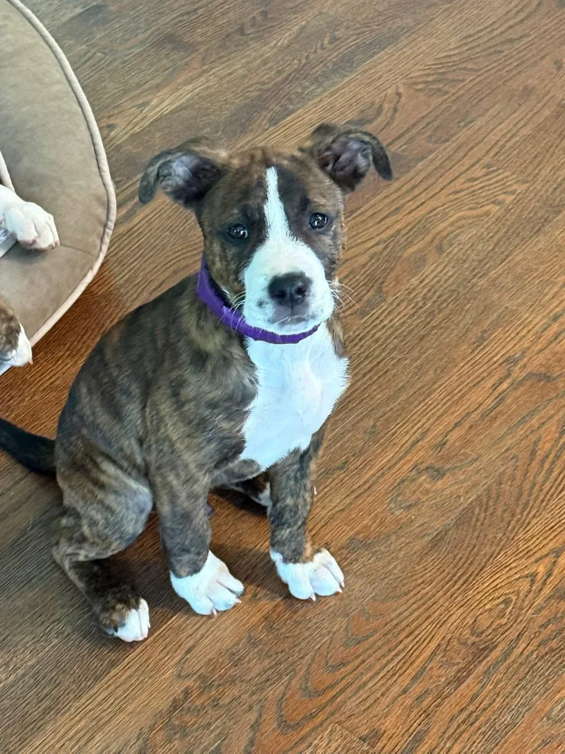 A baby large-sized male Brindle Pit Bull Terrier dog named Mac for adoption in Painesville, OH