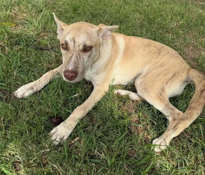 A baby medium-sized female Mixed Breed dog named Pixie for adoption in Northwood, NH