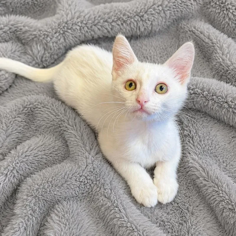 A baby medium-sized male White Domestic Short Hair cat named Julies Cutie for adoption in Glendora, CA