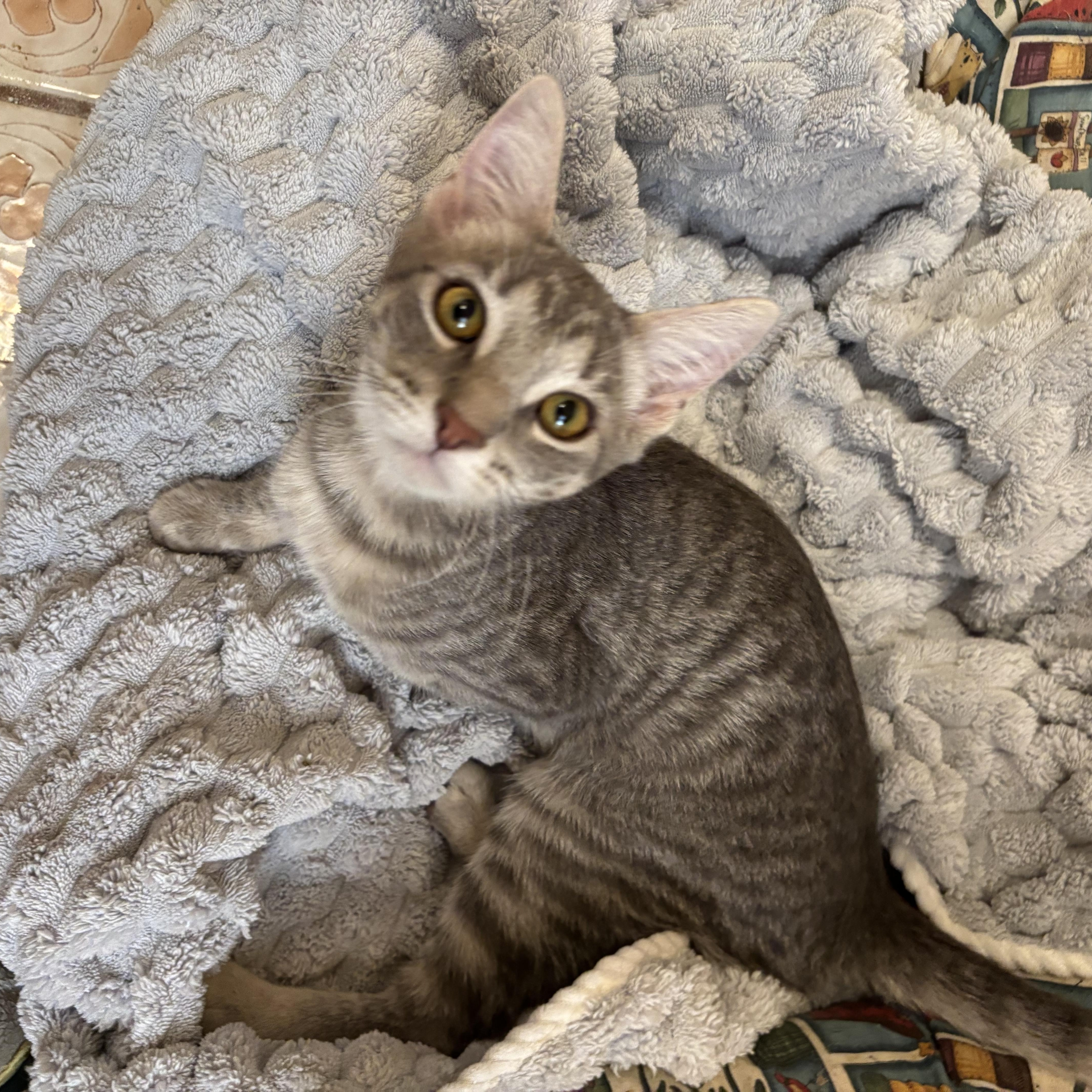 Nala