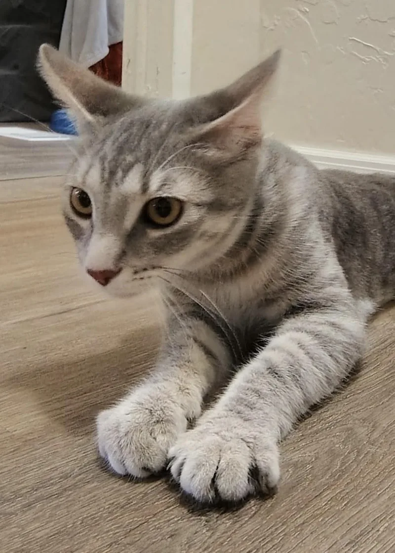 Nala thumbnail 2