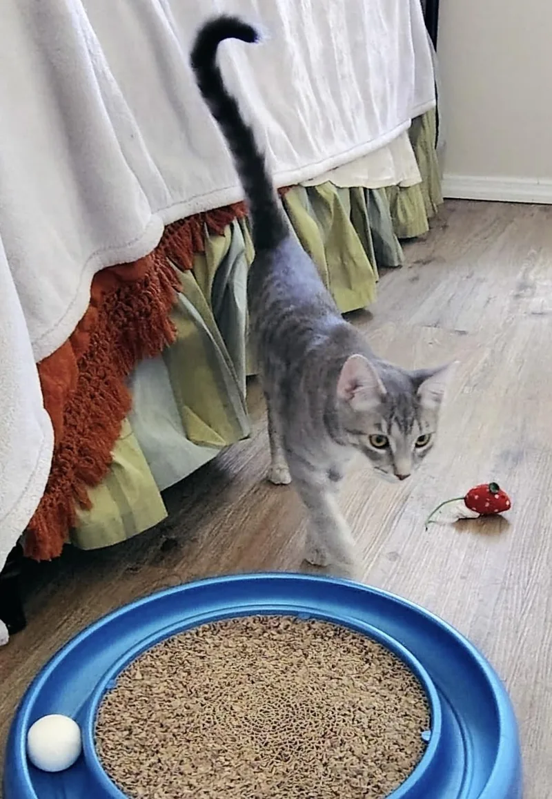 Nala thumbnail 3