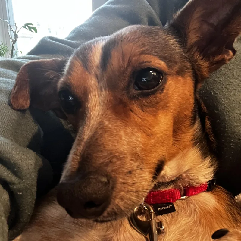 An adult small-sized male Mixed Breed dog named Leo for adoption in Brooklyn, NY
