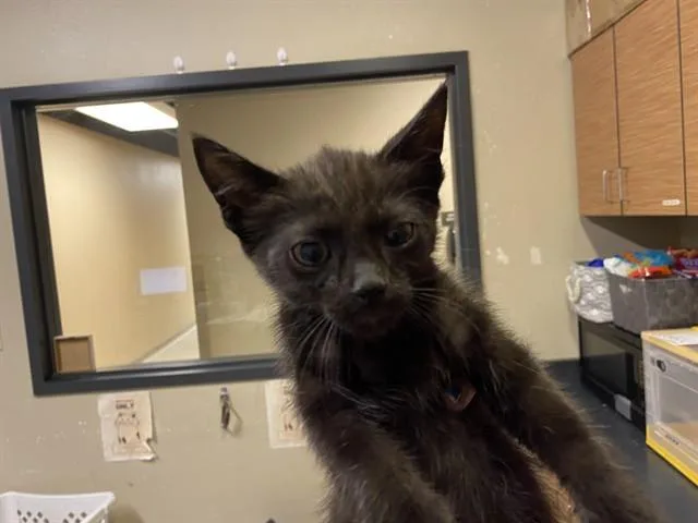 A baby small-sized male Domestic Short Hair cat named Espresso for adoption in Modesto, CA