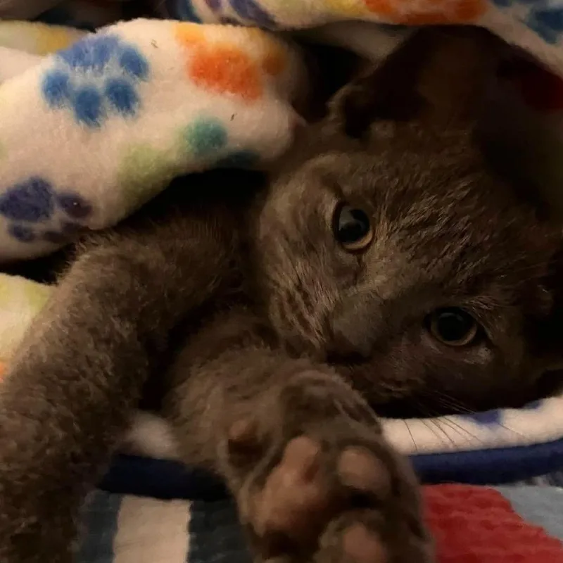 A baby small-sized male Gray / Blue / Silver Domestic Short Hair cat named Ultramarine for adoption in West Olive, MI