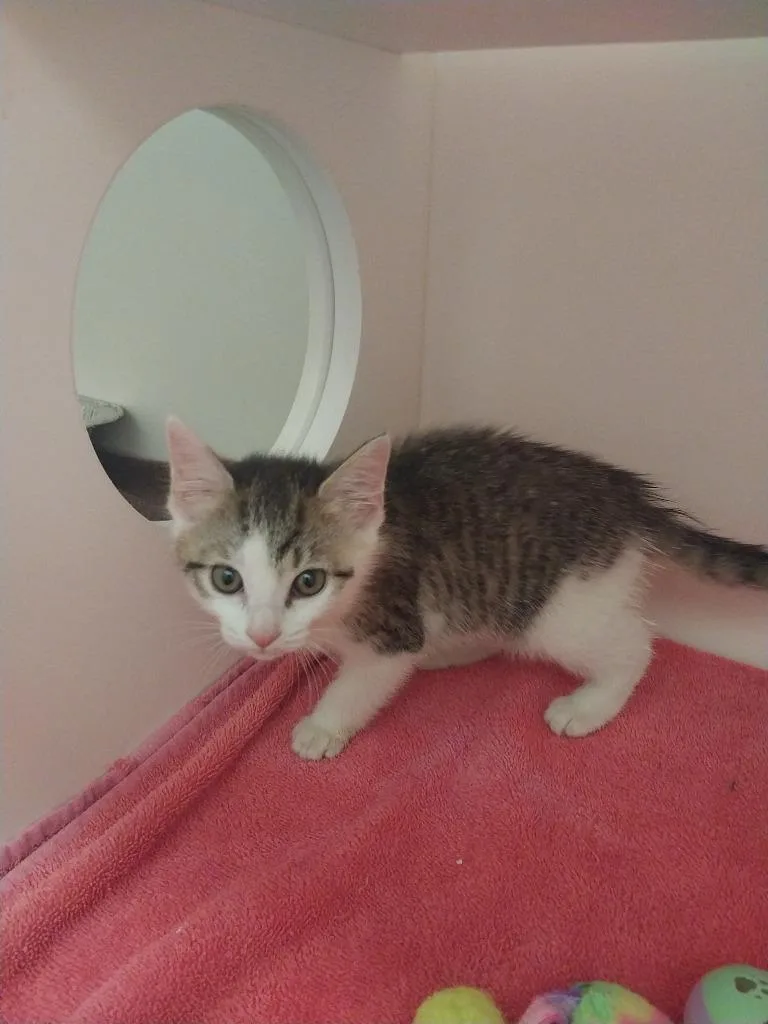 A baby small-sized female Domestic Medium Hair cat named Kylie for adoption in Oxford, NC