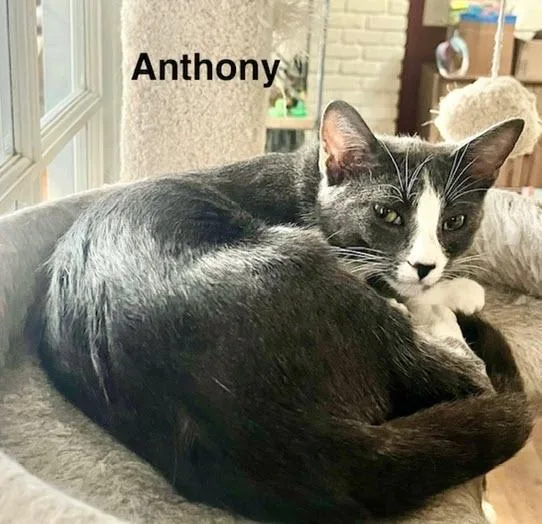 Anthony thumbnail 6