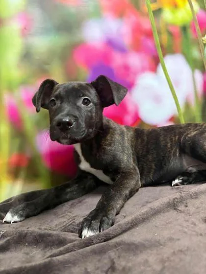 A baby large-sized male Border Collie dog named Bubba for adoption in Morton Grove, IL