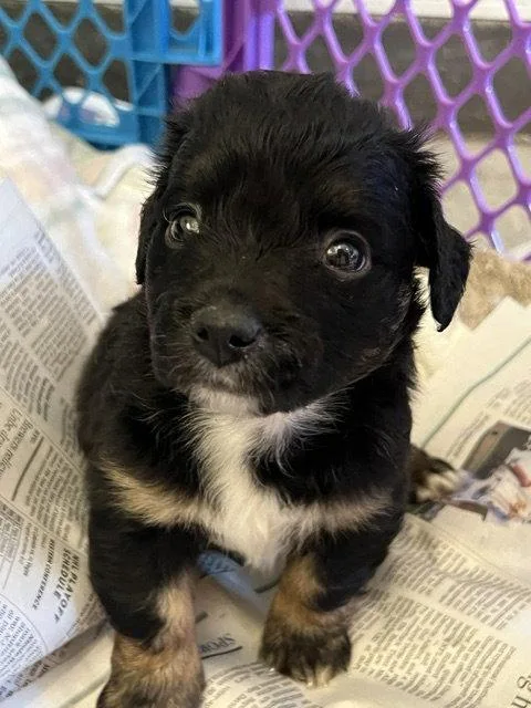 A baby small-sized female Cocker Spaniel dog named Taormina for adoption in Agoura Hills, CA