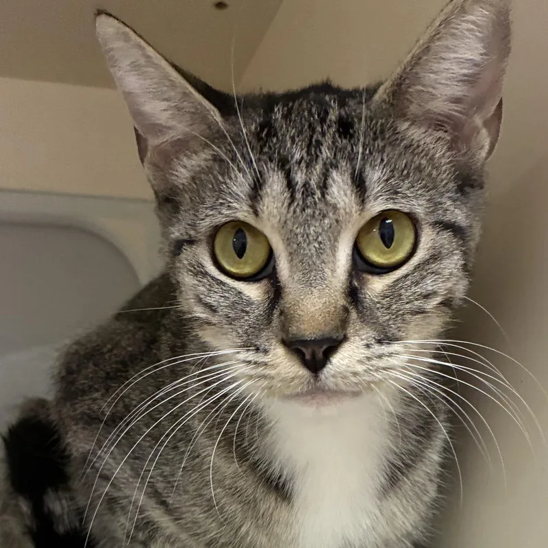 An adult medium-sized female Gray / Blue / Silver Domestic Short Hair cat named Margaret for adoption in Ponca City, OK