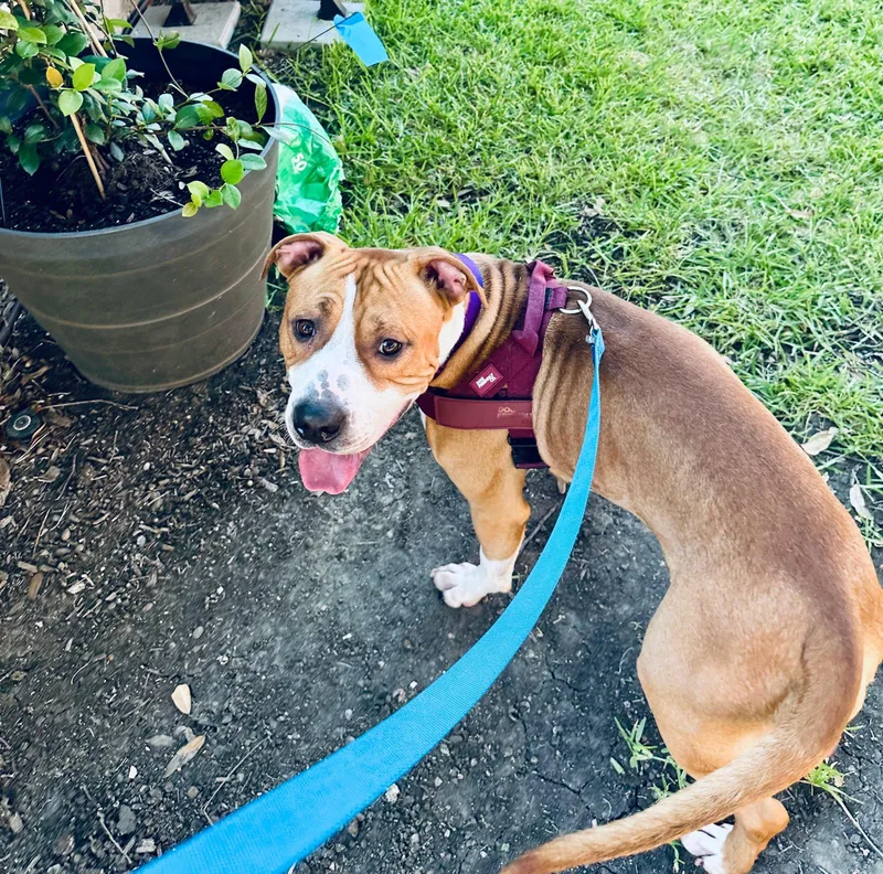 A young medium-sized male Tricolor (Brown, Black, & White) Mixed Breed dog named Jack for adoption in Pilot Point, TX