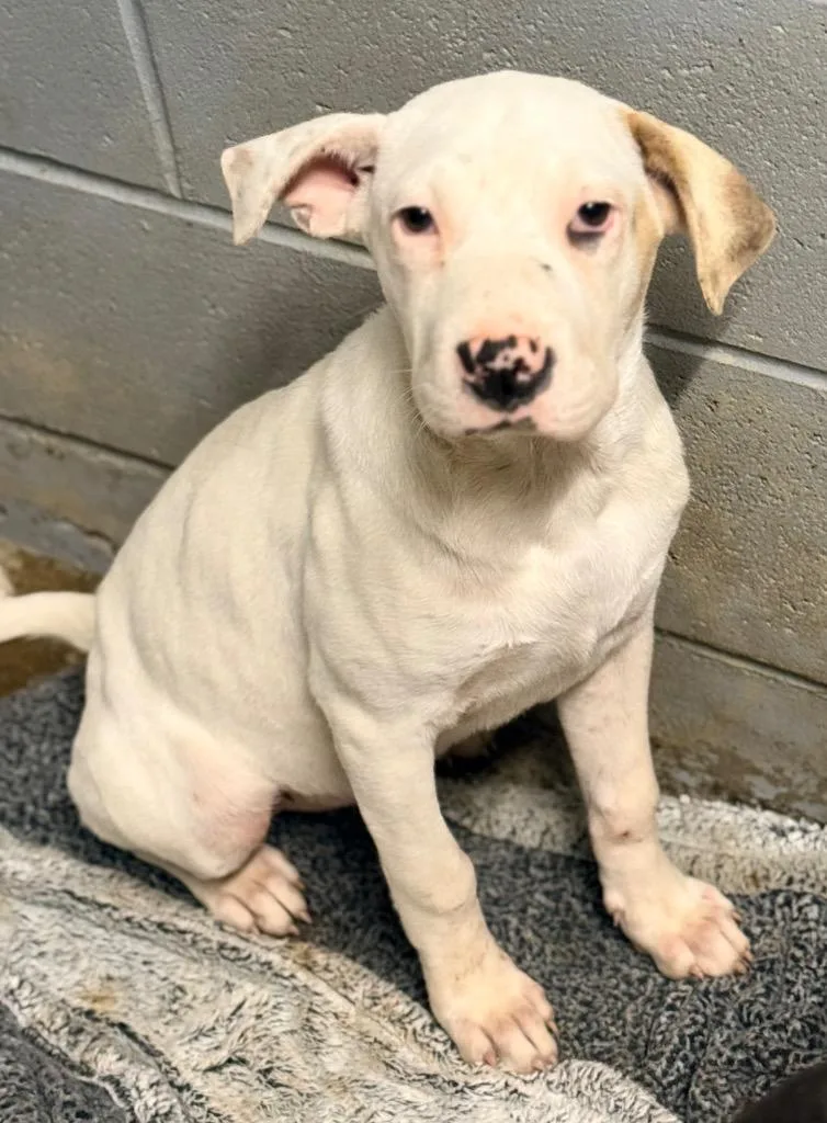 A baby medium-sized female Anatolian Shepherd dog named Bingo for adoption in North Vernon, IN