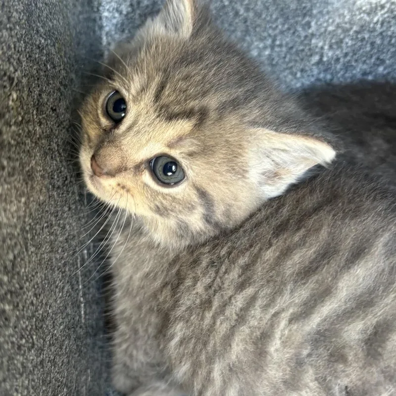 A baby small-sized female Gray / Blue / Silver Domestic Short Hair cat named Chaz for adoption in Birmingham, AL