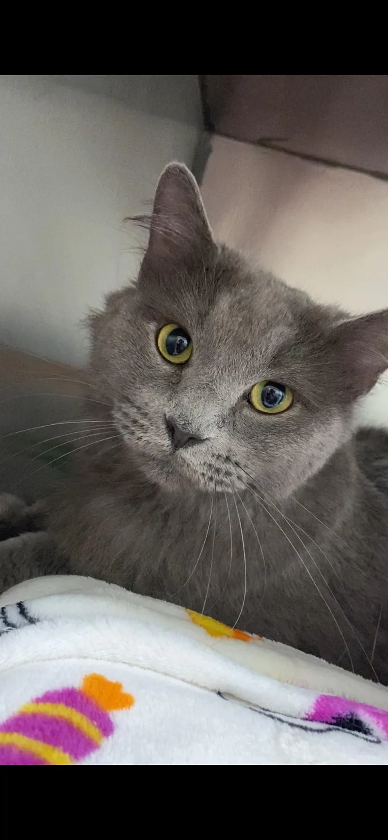 An adult medium-sized female Domestic Long Hair cat named Ariel for adoption in Stillwater, OK