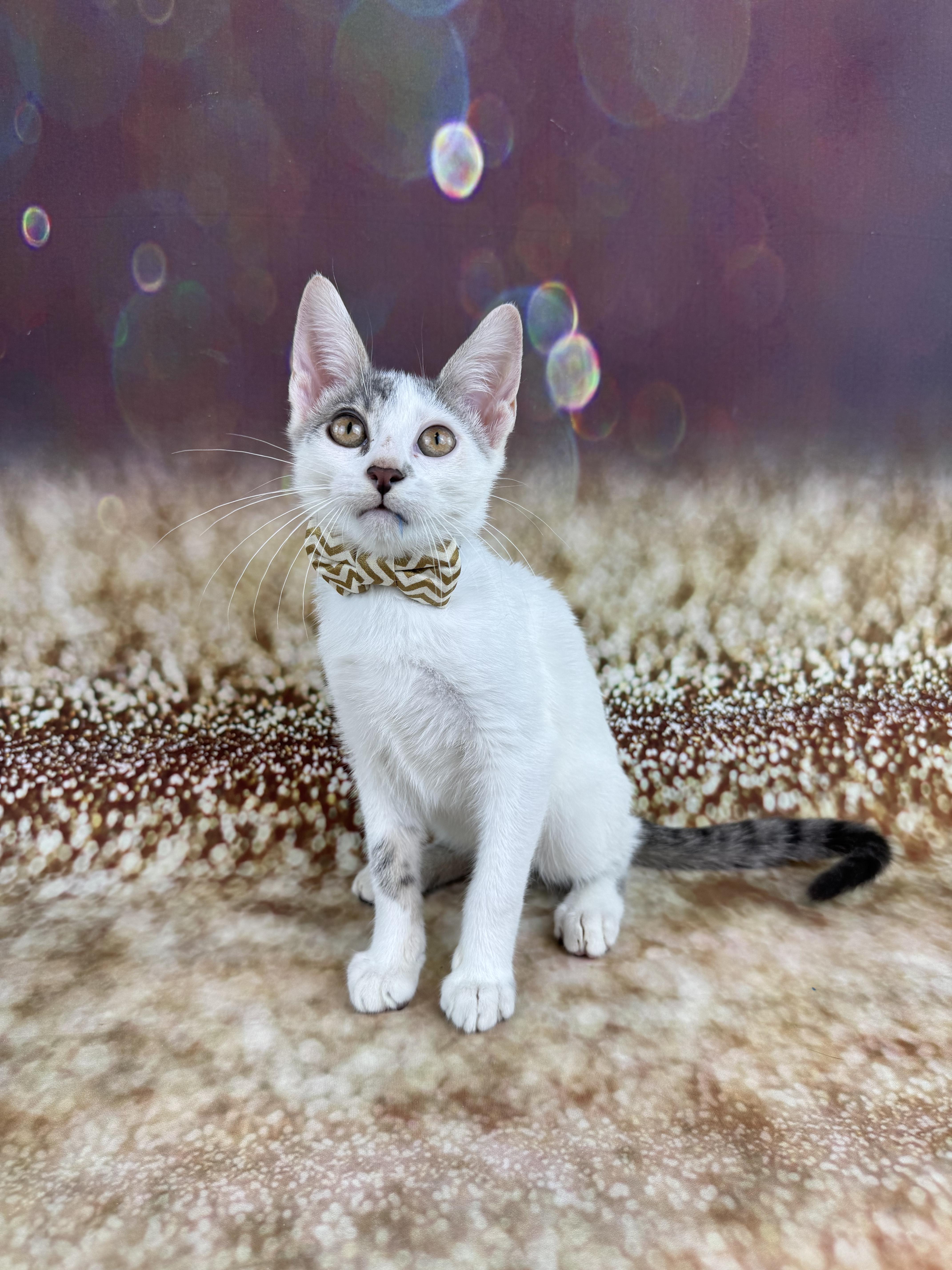 A baby small-sized male Tabby (Gray / Blue / Silver) Domestic Short Hair cat named Arnie for adoption in Houston, TX