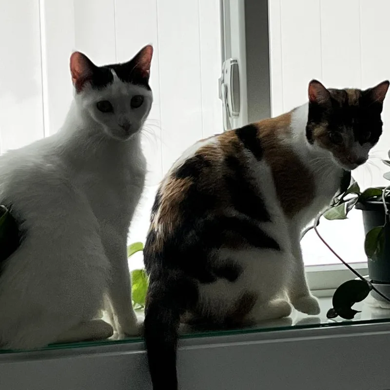An adult extra large-sized female Domestic Short Hair cat named Harlequin for adoption in Chaska, MN
