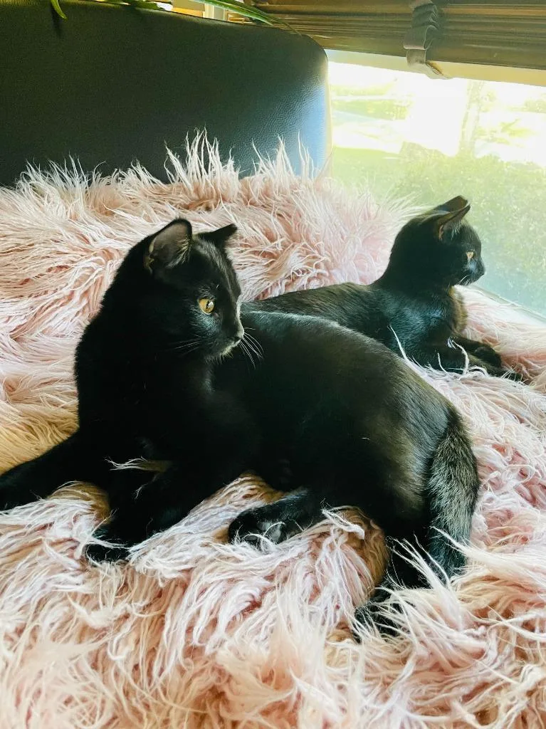 Birch Bonded With Aspen