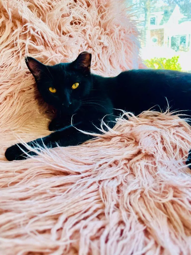 Birch Bonded With Aspen thumbnail 2