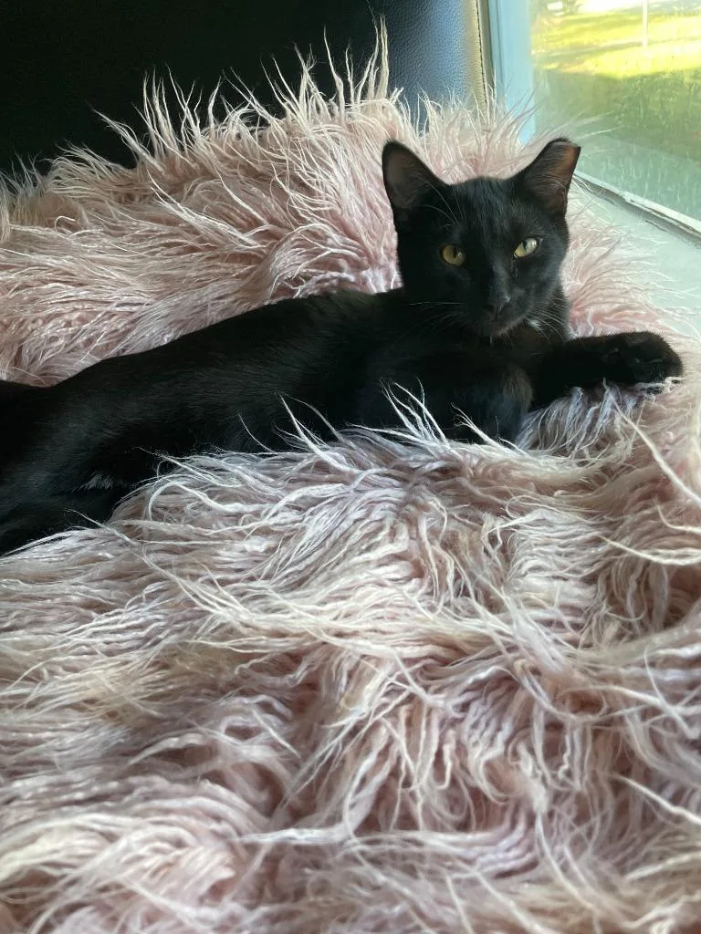 Birch Bonded With Aspen thumbnail 3