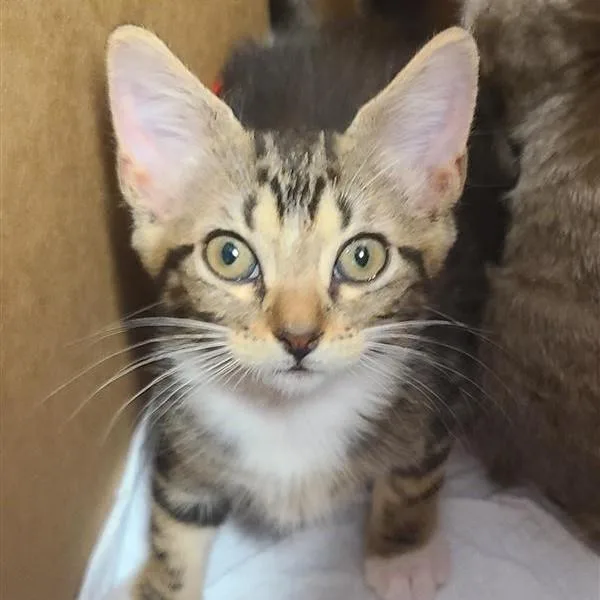 A baby small-sized female Domestic Short Hair cat named Piranha for adoption in San Antonio, TX