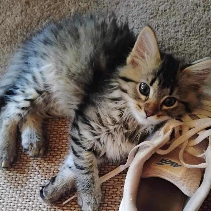 A baby small-sized female Brown / Chocolate Domestic Medium Hair cat named Fluffy for adoption in Springfield, IL