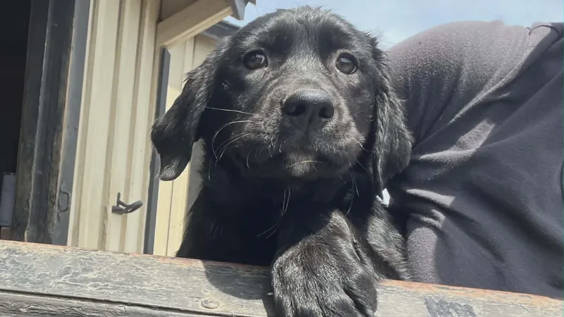 A baby medium-sized female Labrador Retriever dog named Focaccia for adoption in Havertown, PA