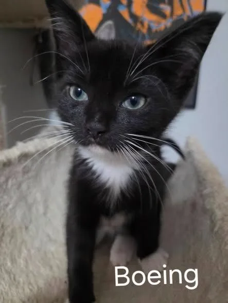 A baby small-sized male Domestic Short Hair cat named Boeing for adoption in Kettering, OH