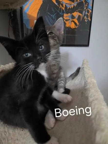 Boeing thumbnail 2