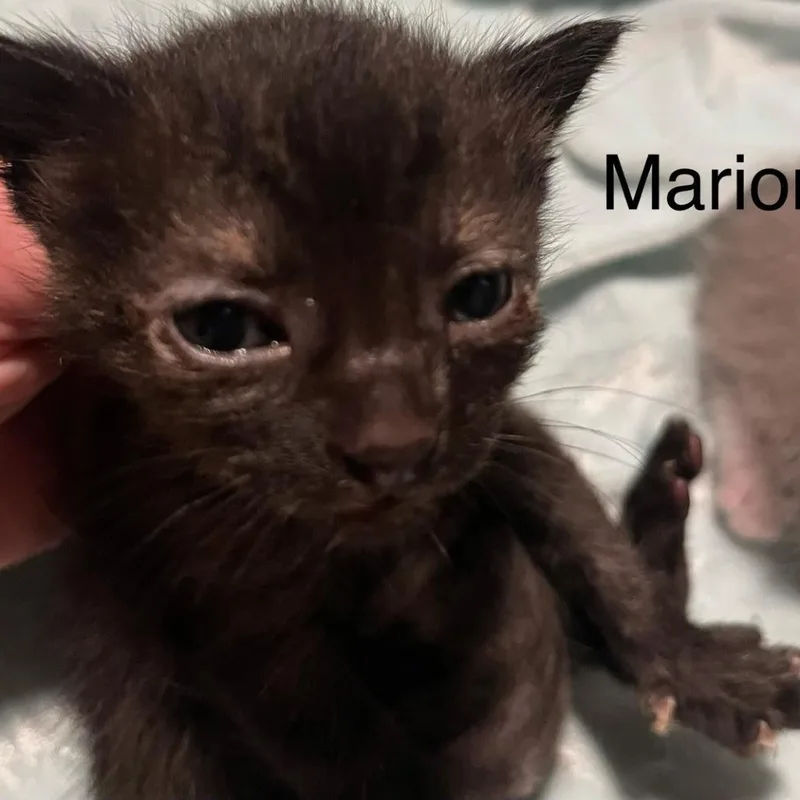 A baby small-sized female Black Domestic Short Hair cat named Marion for adoption in Greensboro, GA