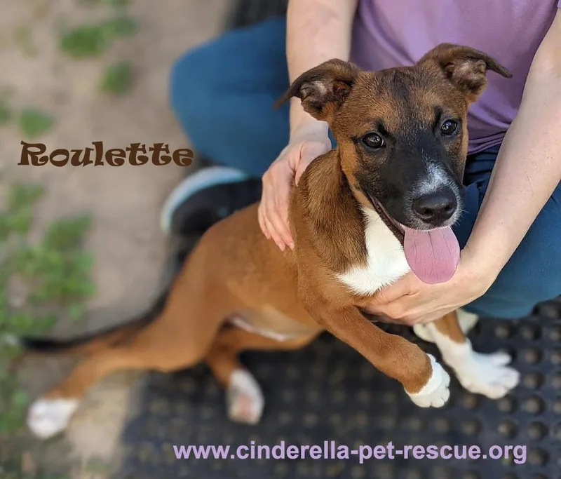 Roulette thumbnail 5