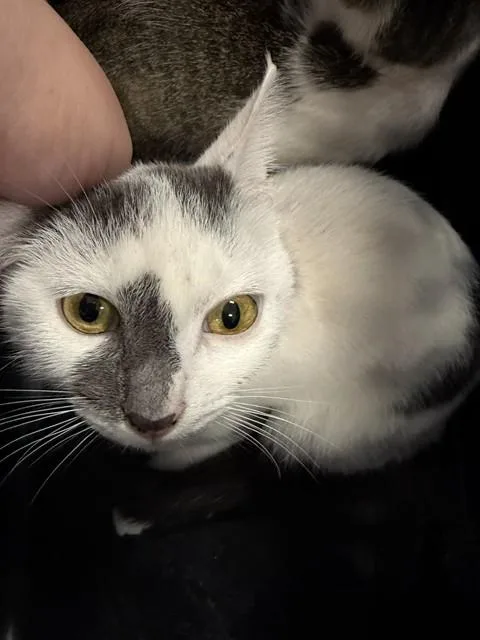 A young medium-sized female Domestic Short Hair cat named Lilibet for adoption in Kalamazoo, MI