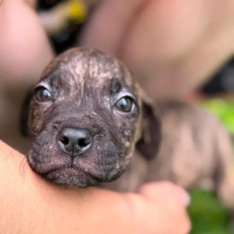 A baby medium-sized male Mixed Breed dog named Woody for adoption in Northville, MI