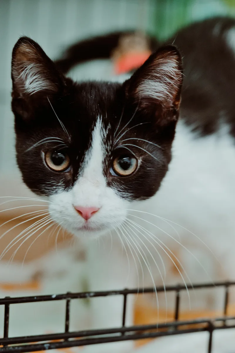 A baby medium-sized male Black & White / Tuxedo Domestic Short Hair cat named Moo Moo for adoption in Le Mars, IA
