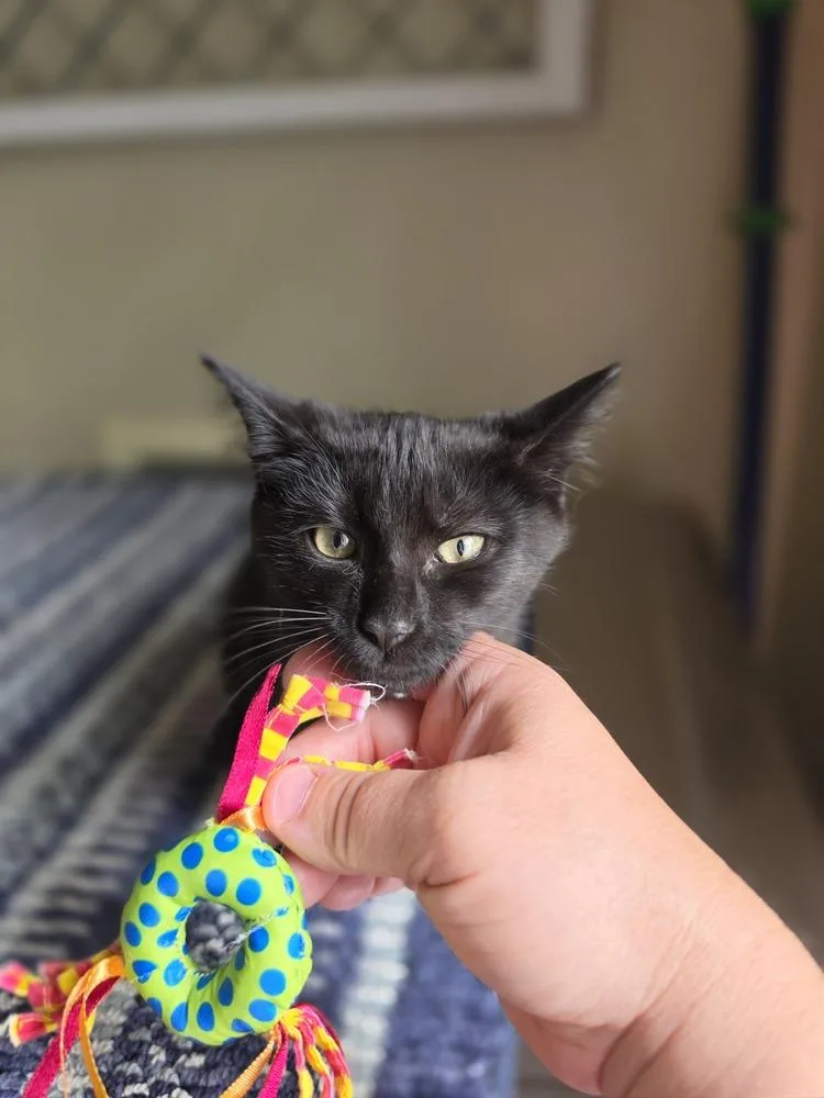 A baby small-sized female Black Domestic Short Hair cat named Jasmine for adoption in Metamora, IL