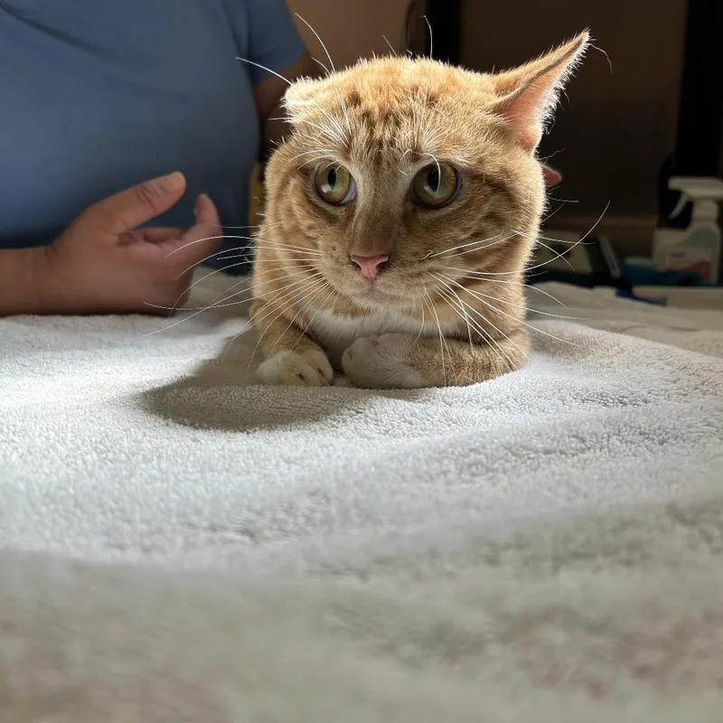 A young small-sized male Orange / Red American Shorthair cat named C for adoption in Portland, TX