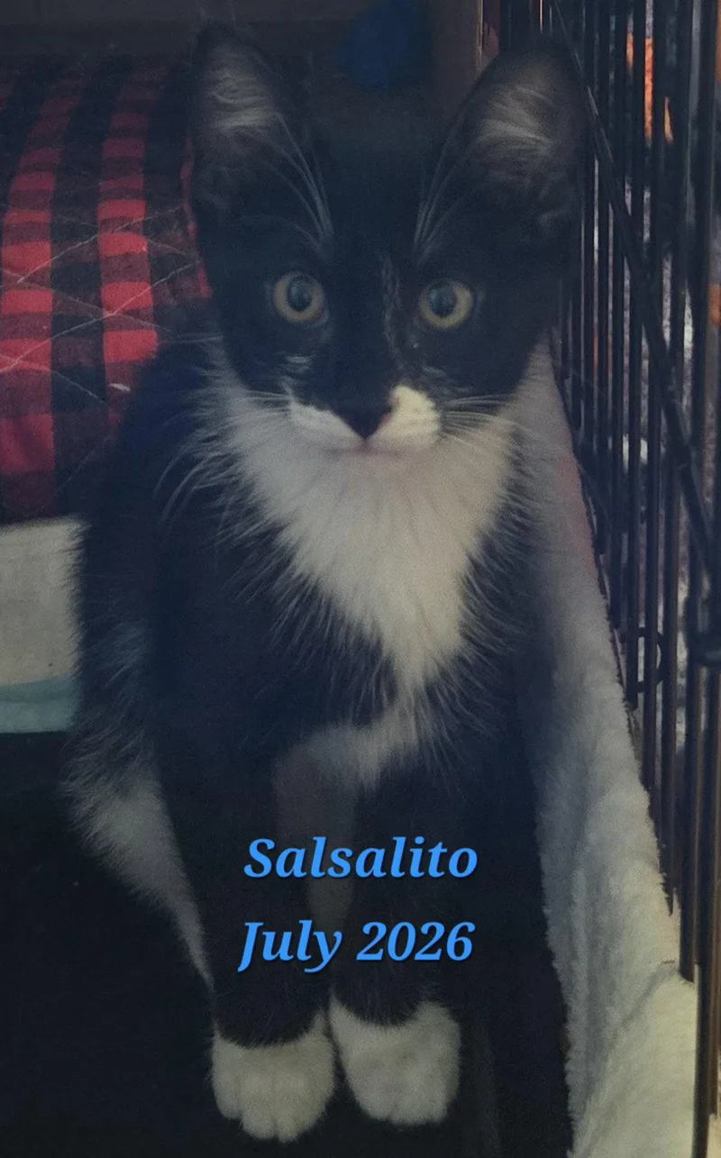 A baby medium-sized male Black & White / Tuxedo Domestic Short Hair cat named Salsalito for adoption in Rochester, NY