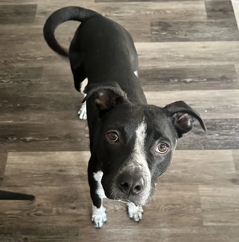 Coffee Bean thumbnail 3