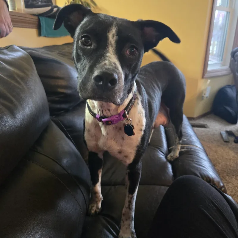 Coffee Bean thumbnail 4