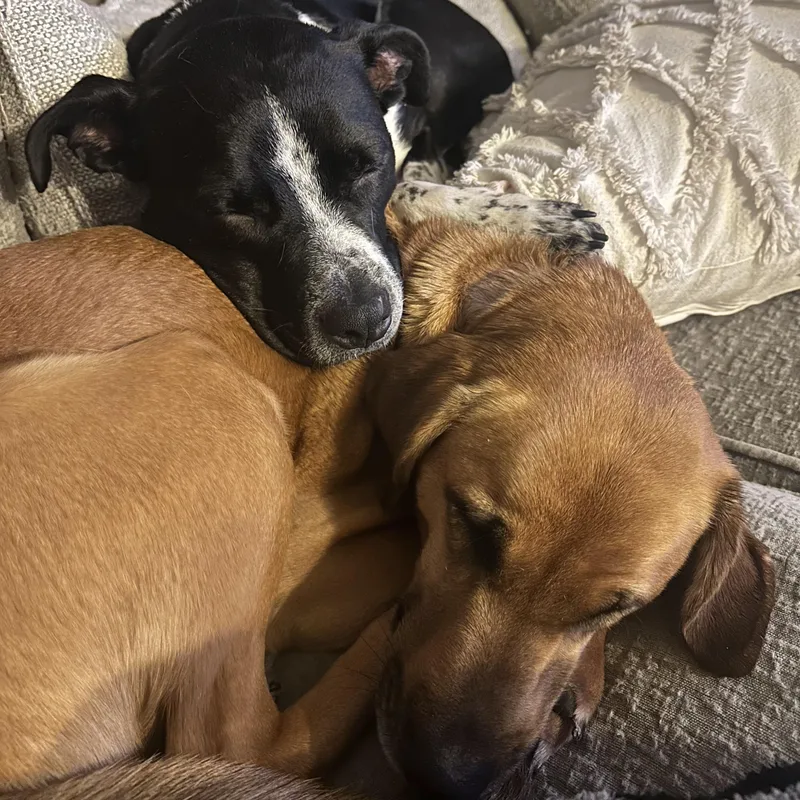 Coffee Bean thumbnail 5