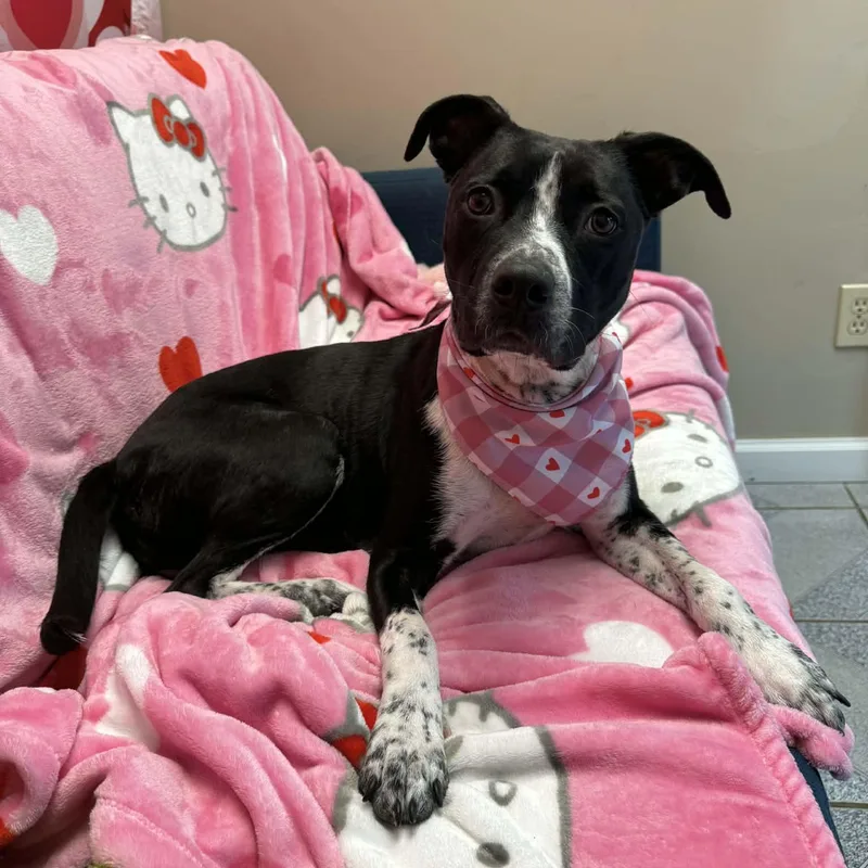 Coffee Bean thumbnail 6